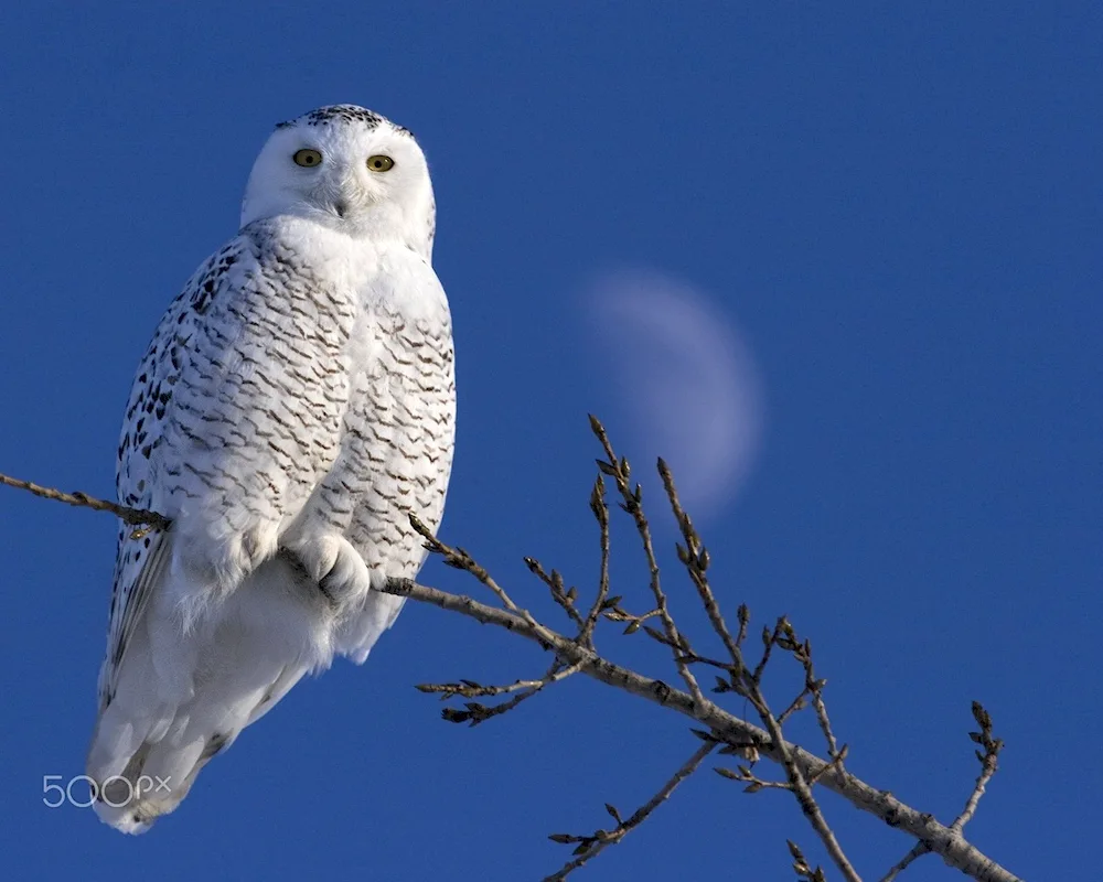 Polar Snowy Owl in the tundra