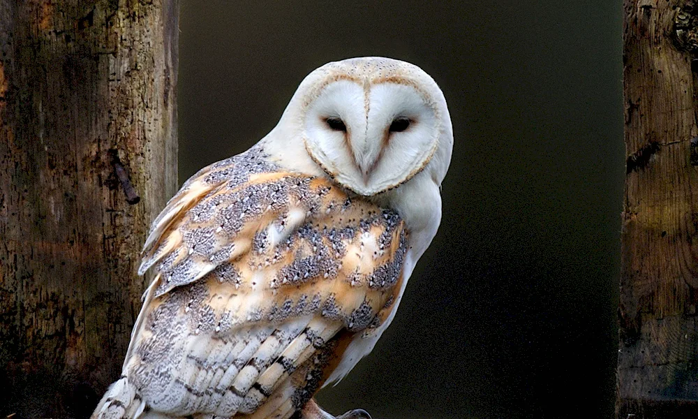 Wooded Owl