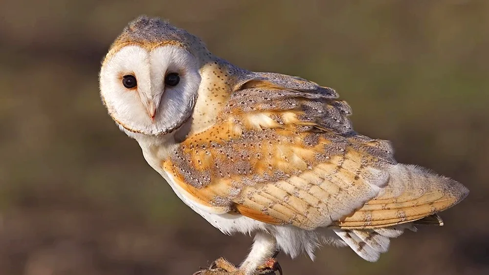 Owl owl