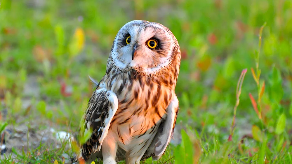 Black-eared Owl