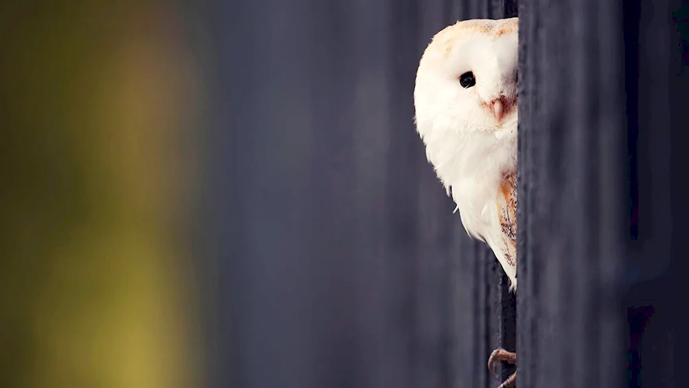 White Chickadee