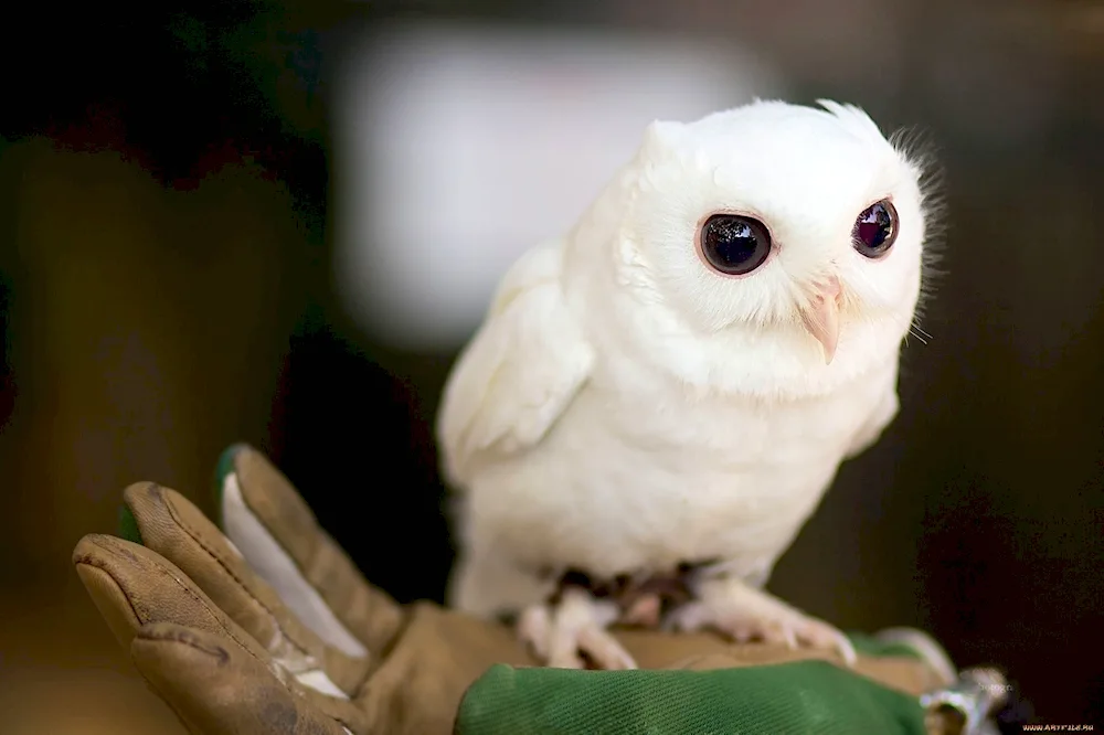 Footed Owl chick