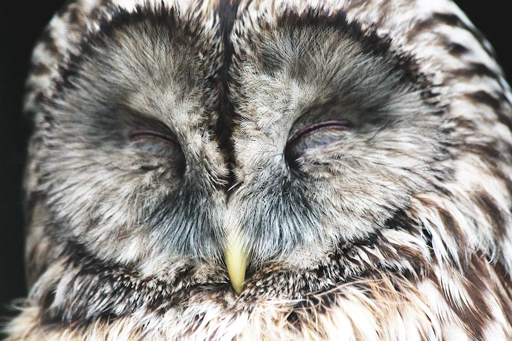 The owl sleeps