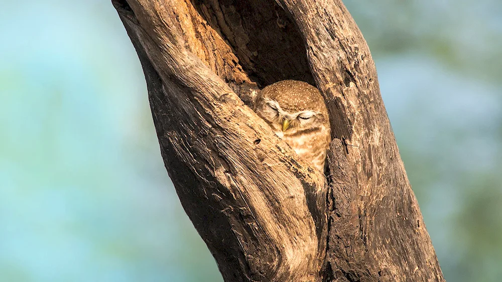 The owl sleeps