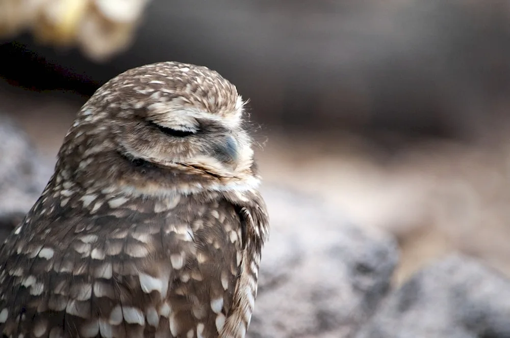 The owl sleeps