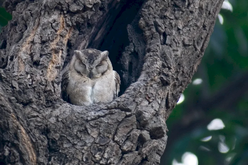 The owl nest sleeps