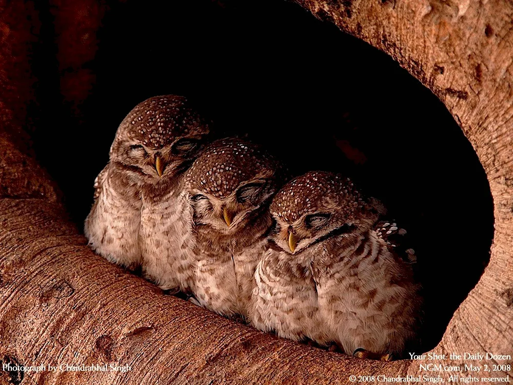 The owl sleeps