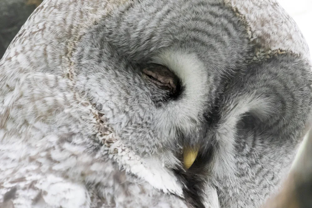 The owl sleeps