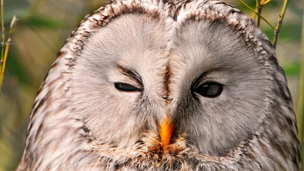 Bearded owl chick