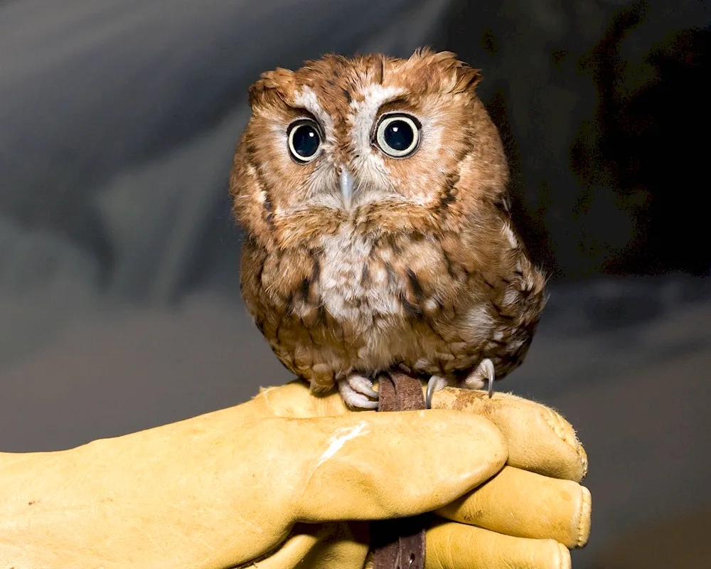 North American pygmy Owl