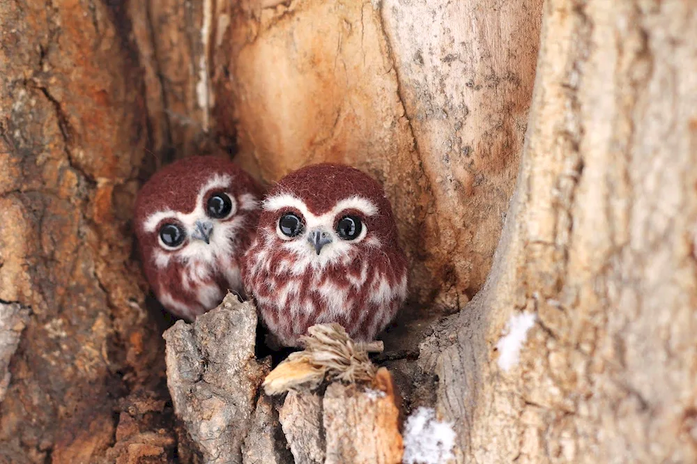 Baby owl.
