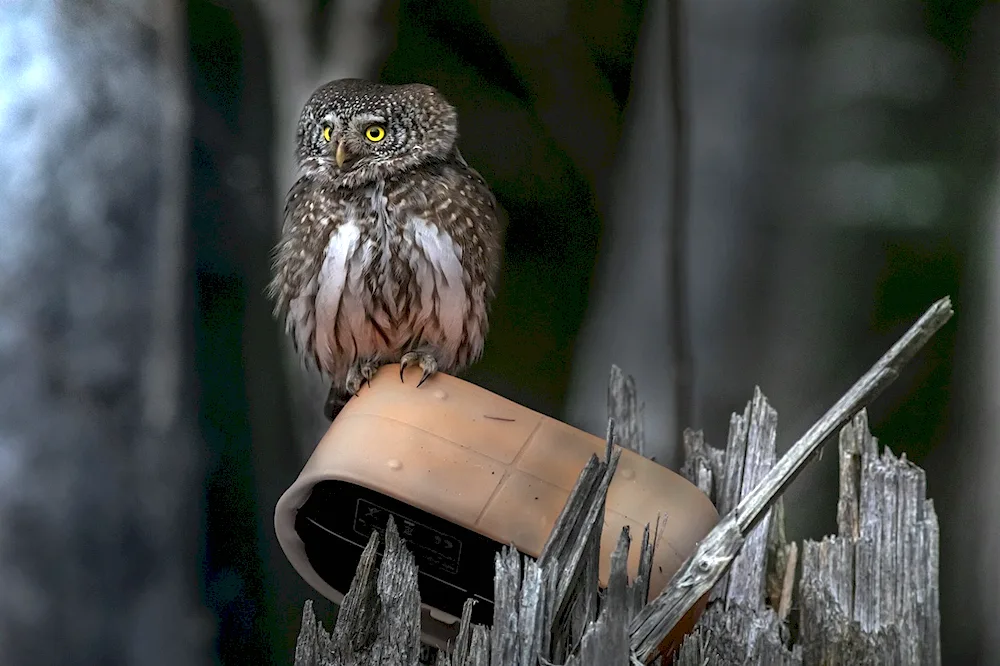 Eagle-nosed Owl