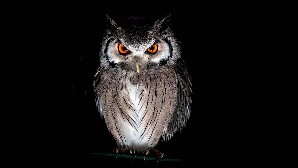 Owl on black background