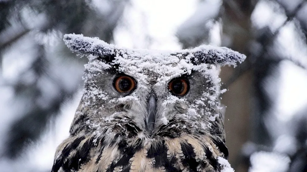 Guinean Owl Owl