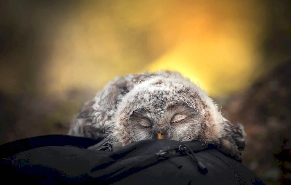 The owl sleeps