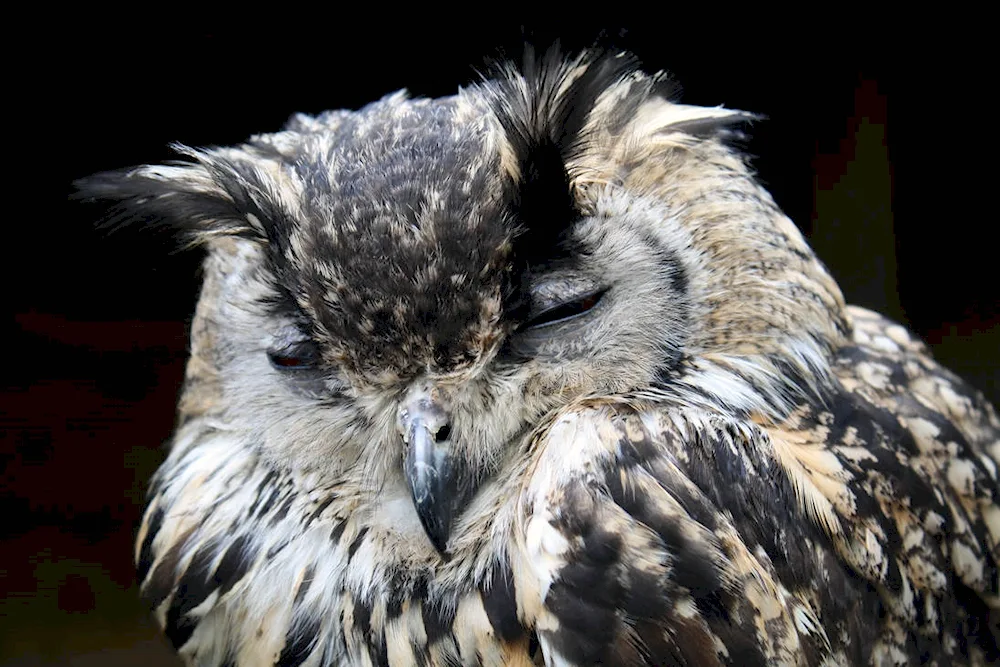 The sleepy owl sleeps