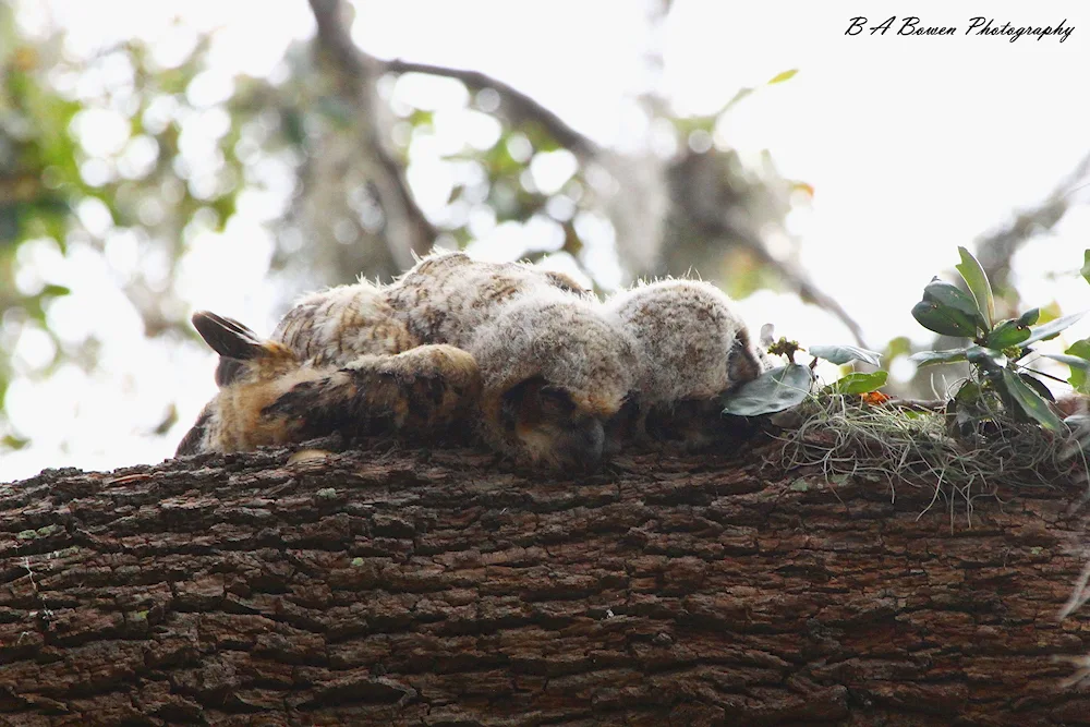 The owl sleeps