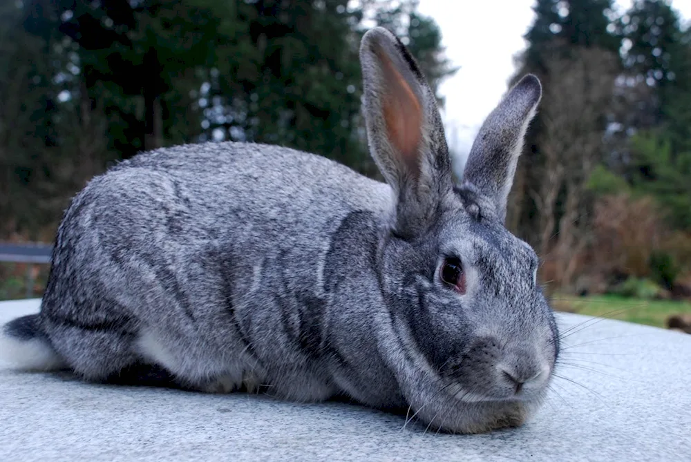 Soviet chinchilla