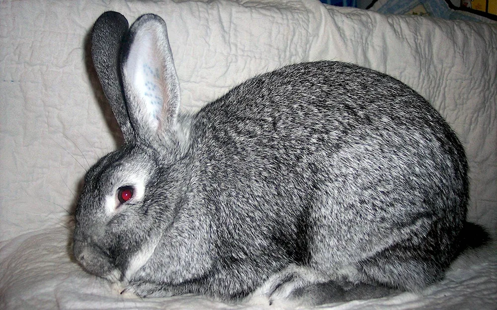 Soviet chinchilla rabbit