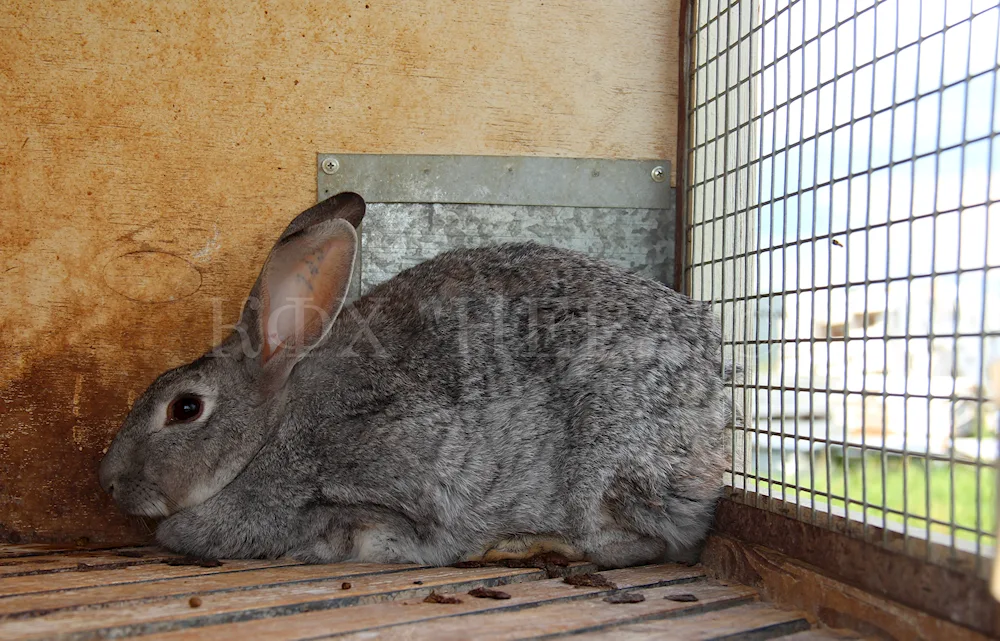 Soviet chinchilla rabbit