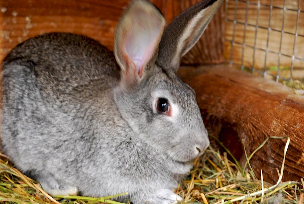 Giant chinchilla rabbits