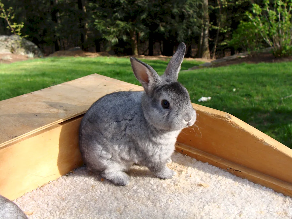 Soviet chinchilla rabbit. chinchilla