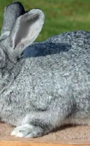 Soviet chinchilla rabbit