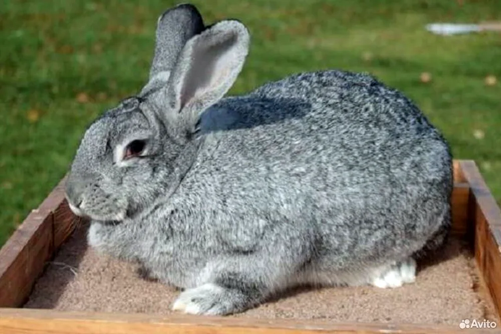 Soviet chinchilla rabbit