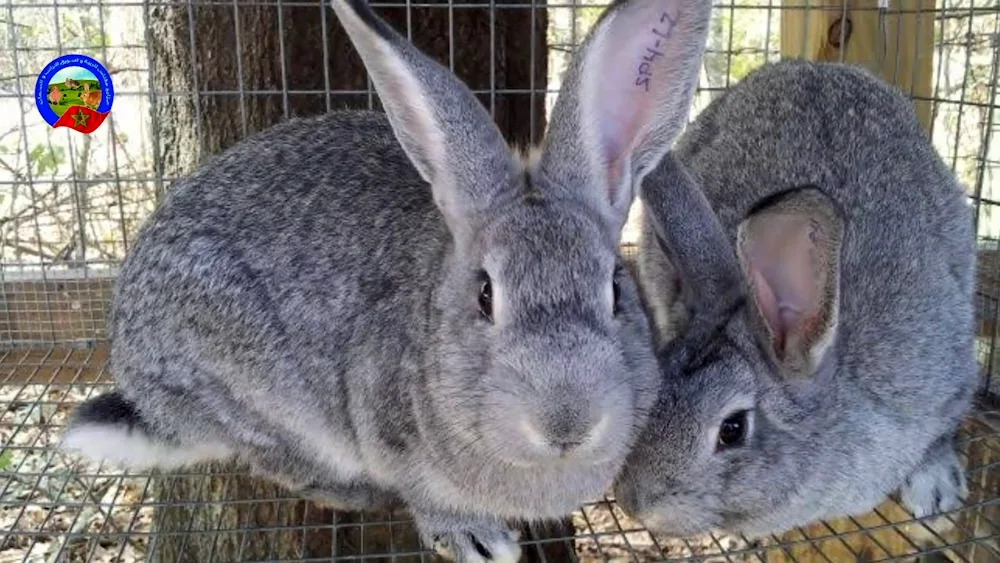 Soviet chinchilla rabbit