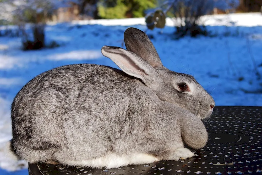 Soviet chinchilla rabbit