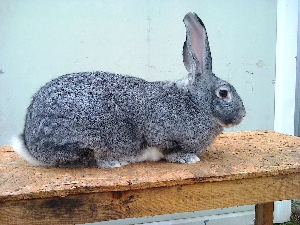 Soviet chinchilla rabbit