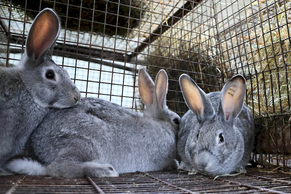 Chinchilla giant rabbits