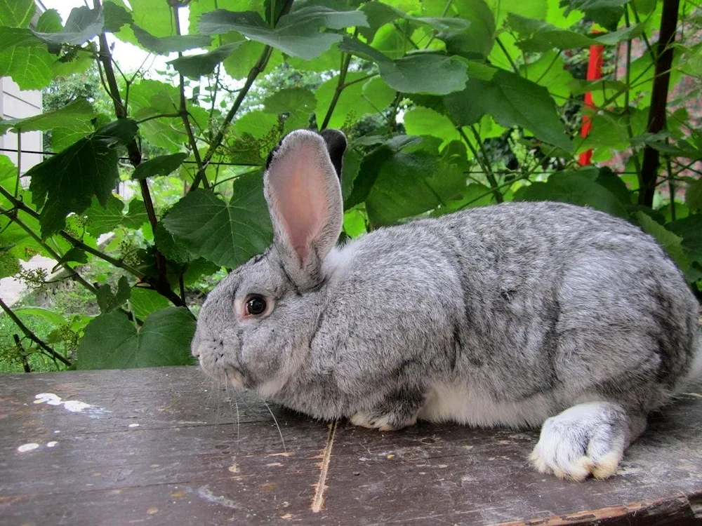 Soviet chinchilla rabbit