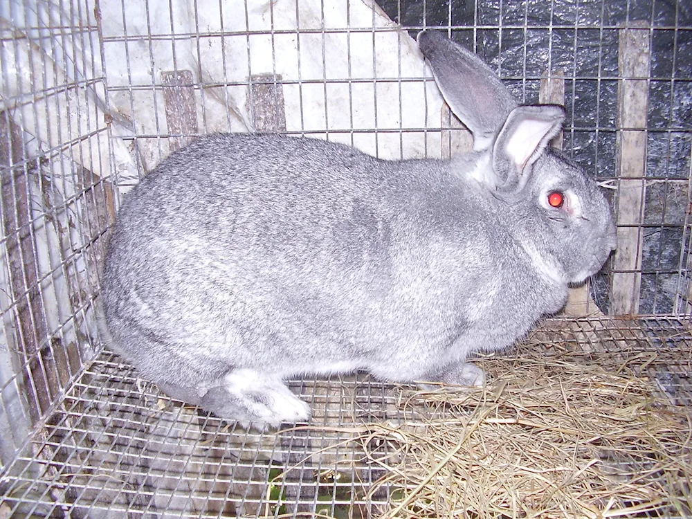 Soviet chinchilla rabbit