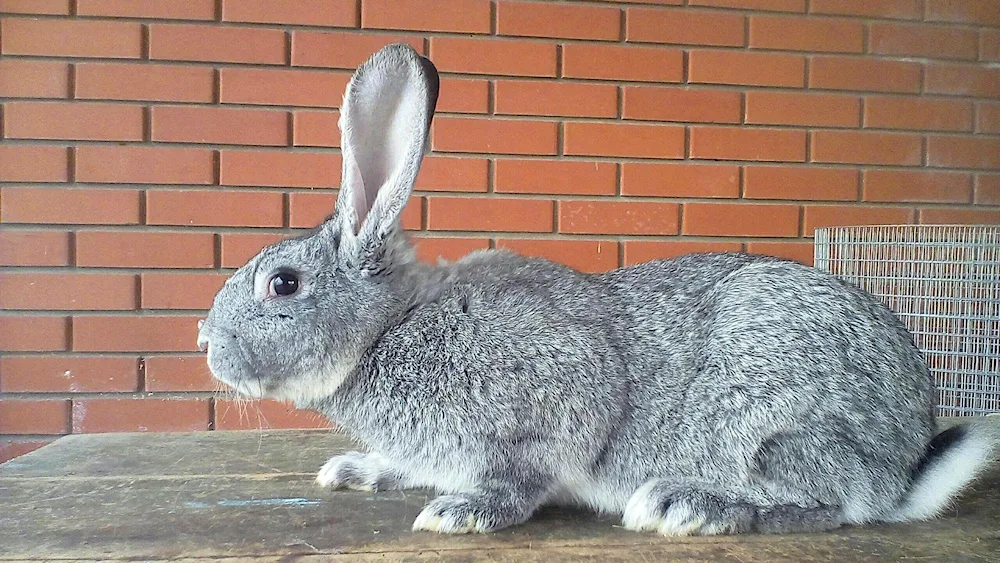 Soviet chinchilla rabbit