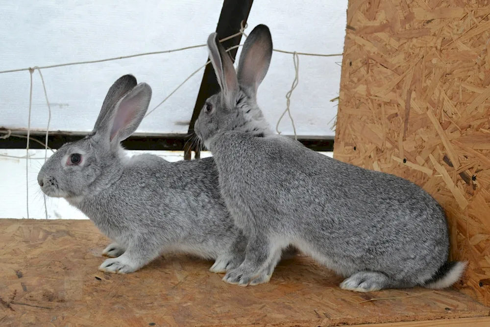 Soviet chinchilla rabbits chinchilla giant