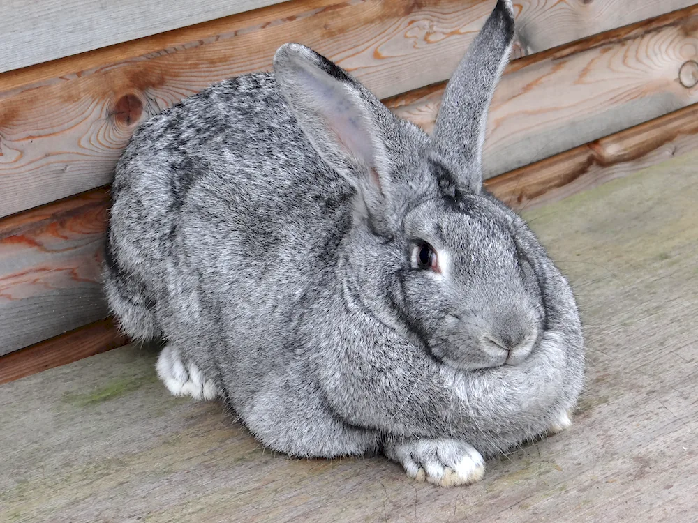 Giant chinchilla rabbits