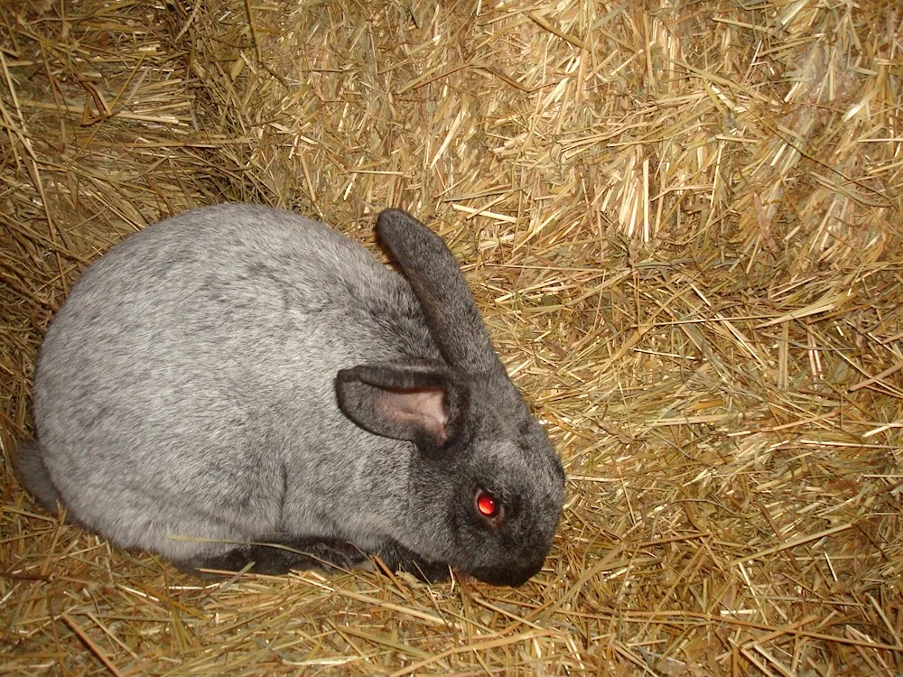 Soviet chinchilla rabbit