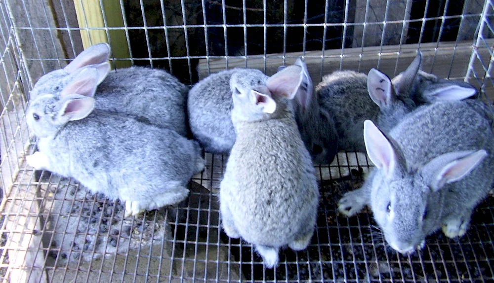 Soviet chinchilla rabbit