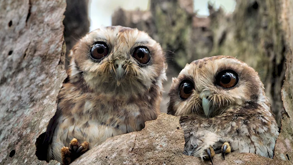 Beautiful Owl