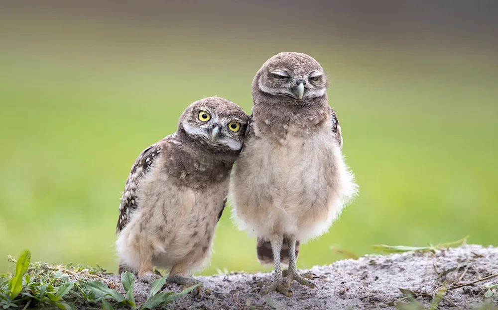 Guinean owl