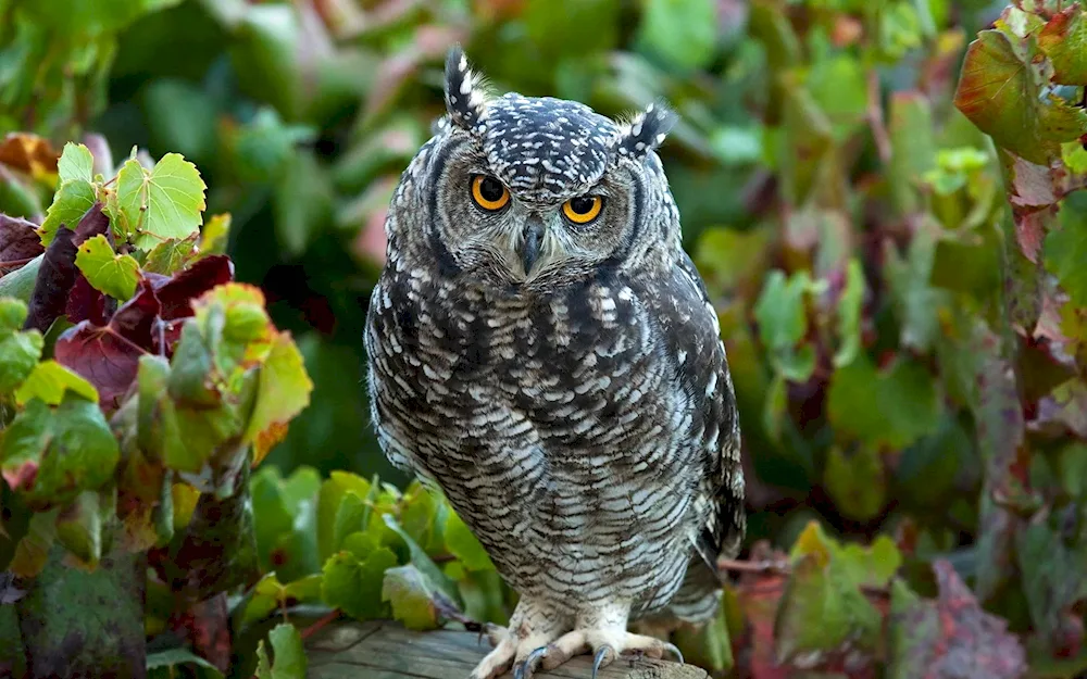 Red-legged Owl