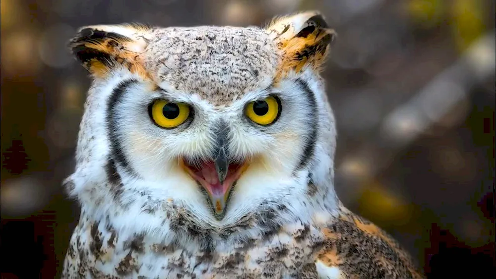 Eared Owl