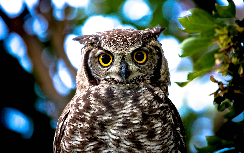 Eared owl