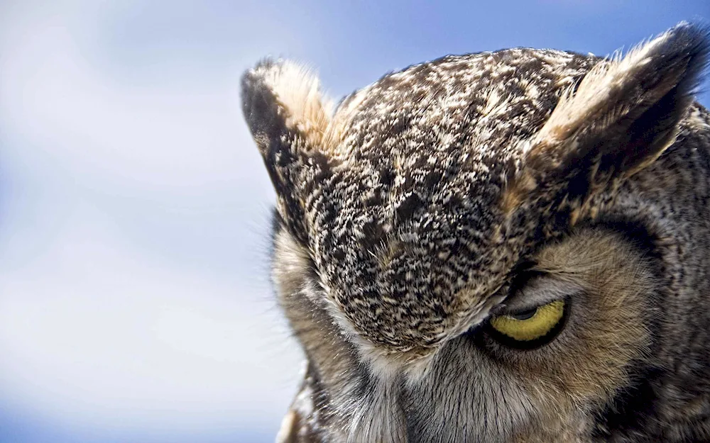 Black Long-eared Owl