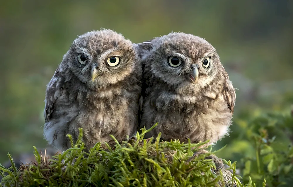 Owls