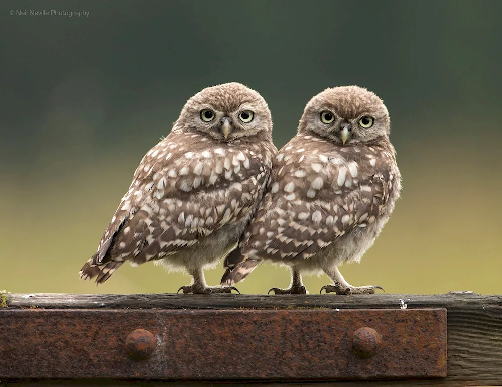 House Owl chick