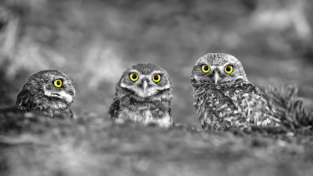 Owl wallpaper