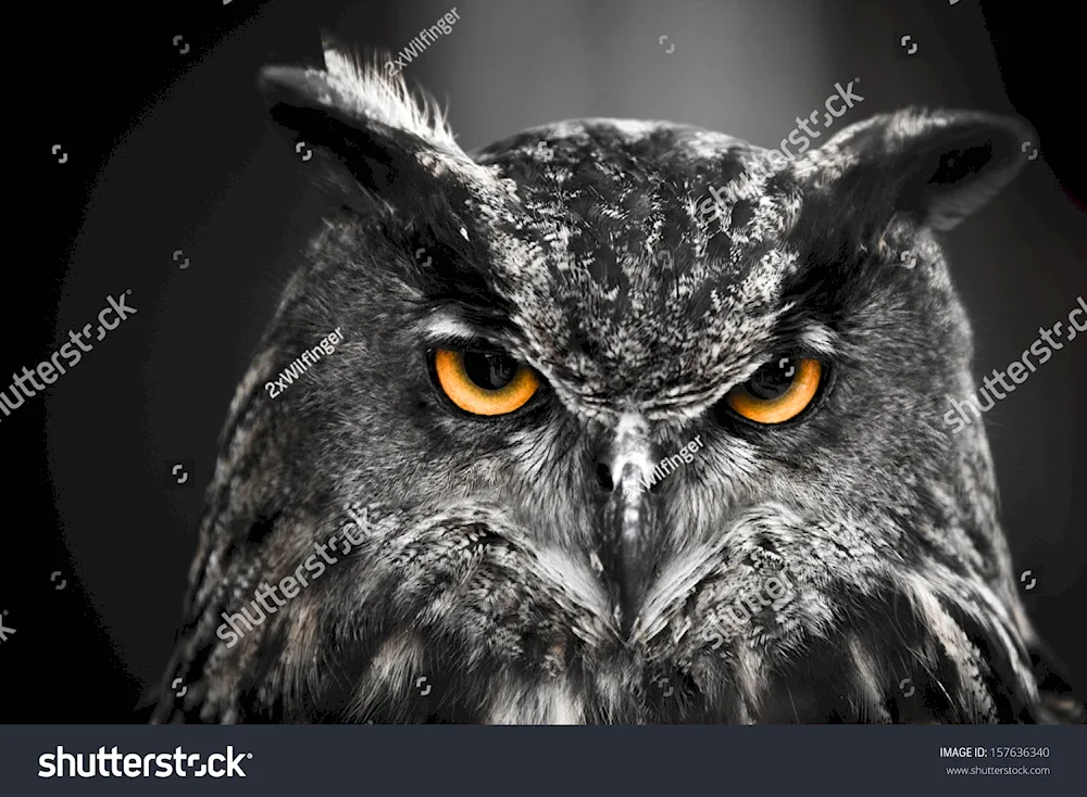 Owl on black background