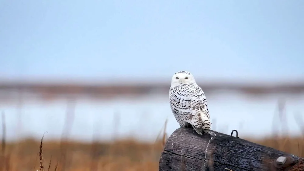 Polar owl